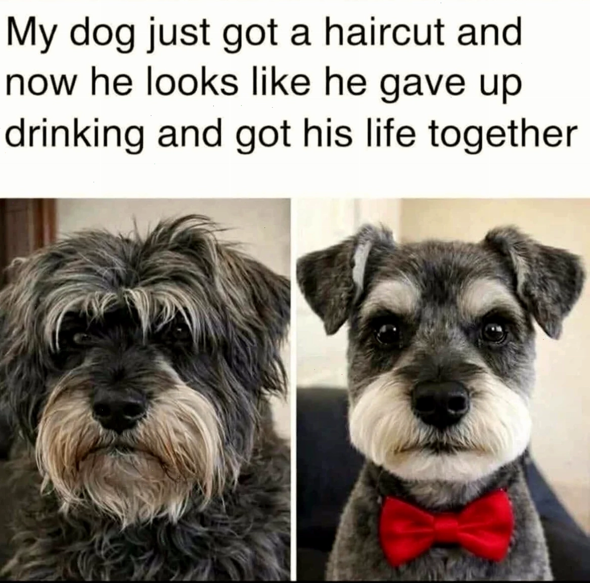 Meme vịt