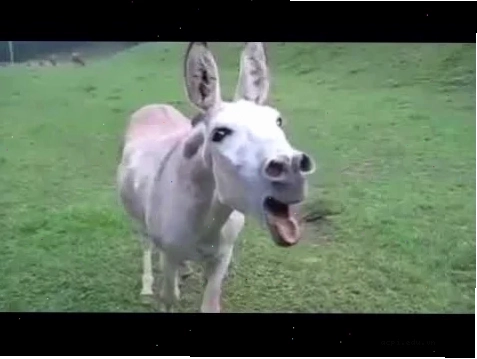 Meme vỗ tay