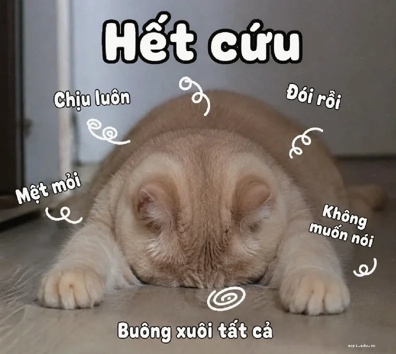 meme xe cứu thương