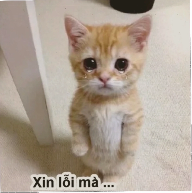 Meme xin lỗi crush
