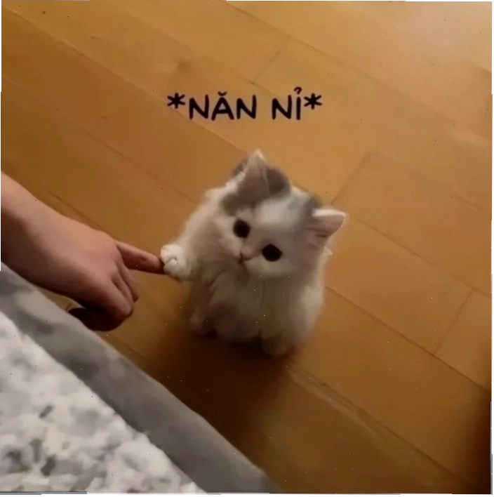 Meme xin lỗi mẹ