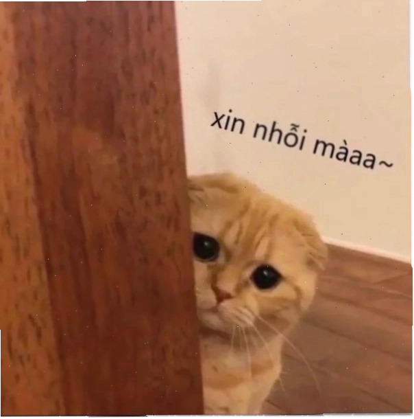 Meme xin lỗi ny dễ thương