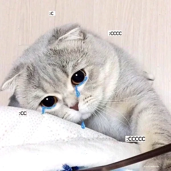 mèo chuối khóc meme