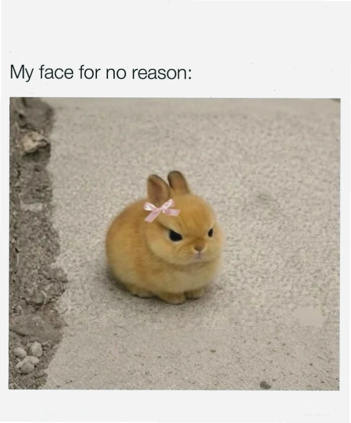 Mèo con nghịch ngợm trong cute memes