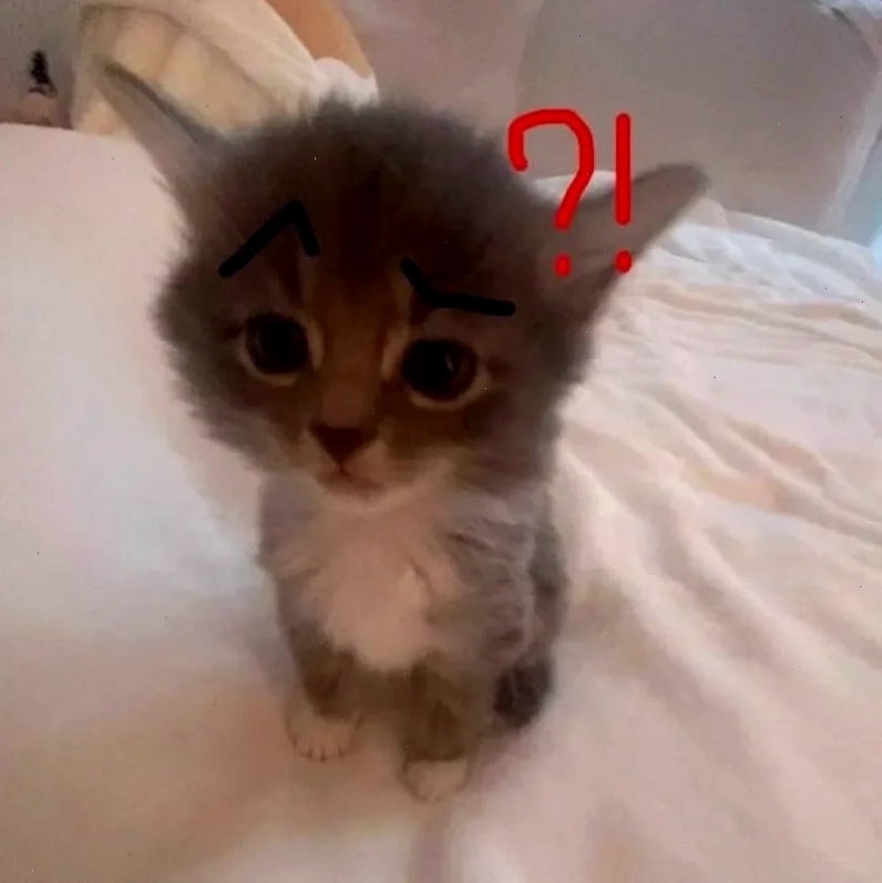 mèo cute đáng yêu meme cực chất