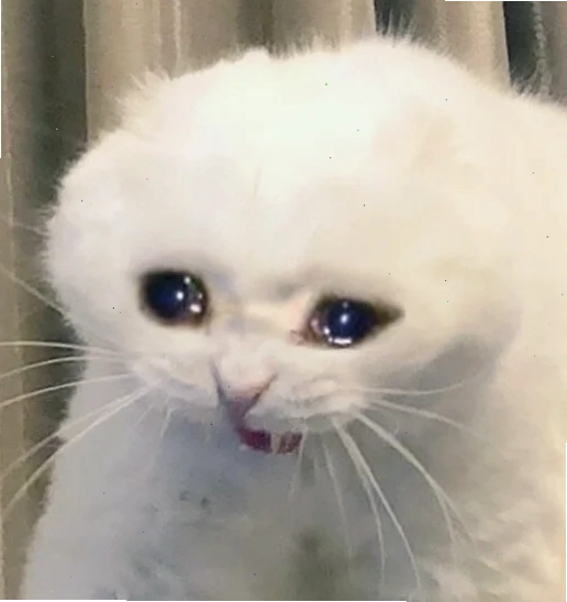 mèo cute đáng yêu meme cực hot