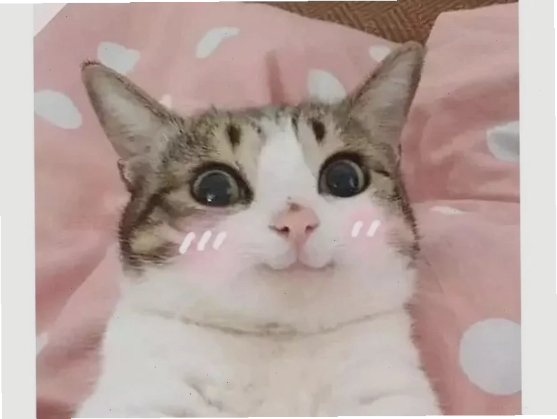 mèo cute đáng yêu meme đang ăn