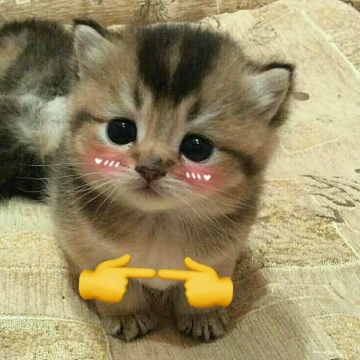 mèo cute đáng yêu meme đang đợi chủ