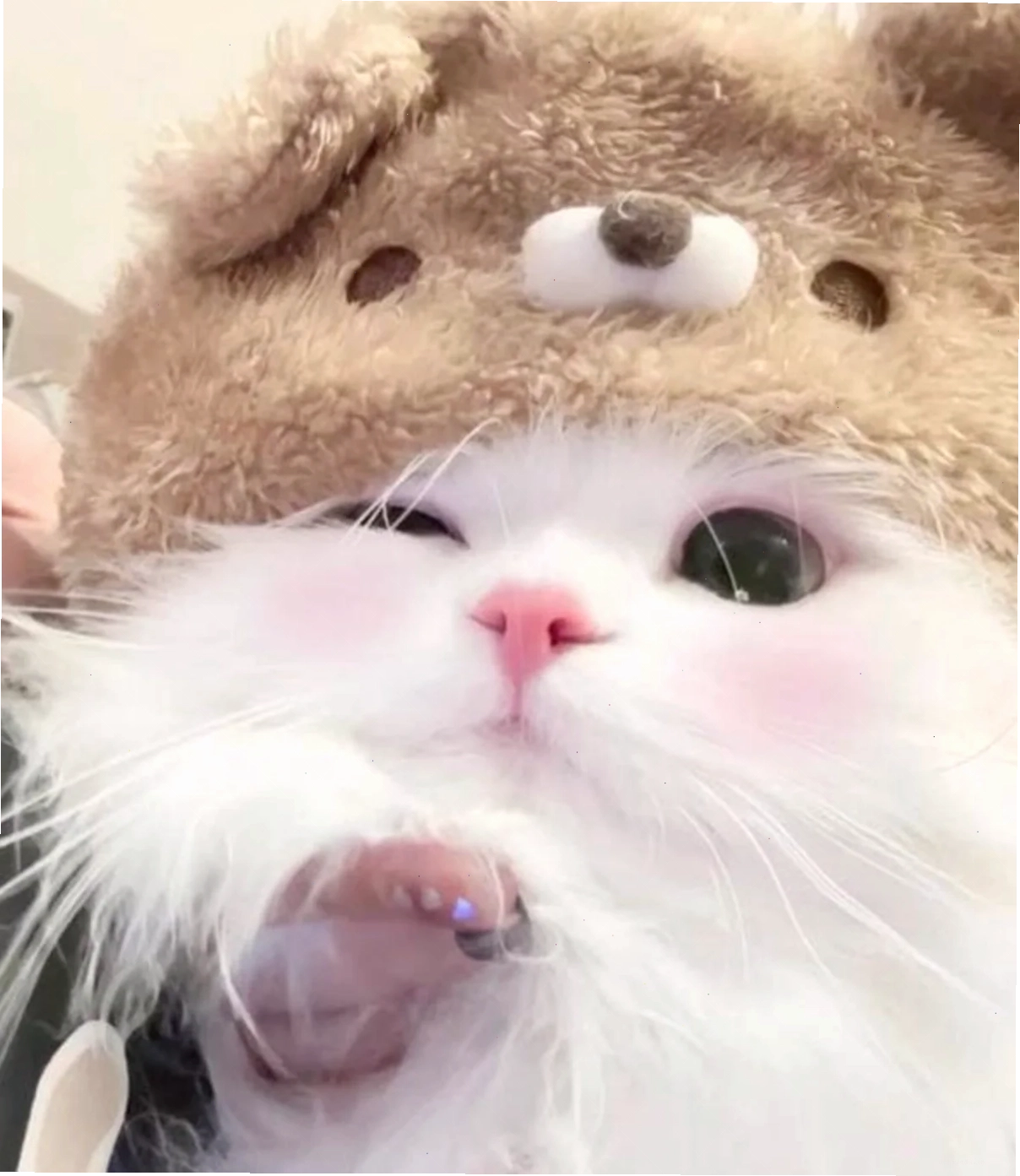 mèo cute đáng yêu meme đang ngủ