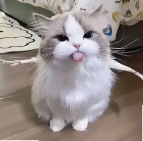 mèo cute đáng yêu meme ngồi bệt
