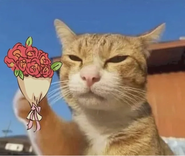 mèo cute đáng yêu meme trên cây