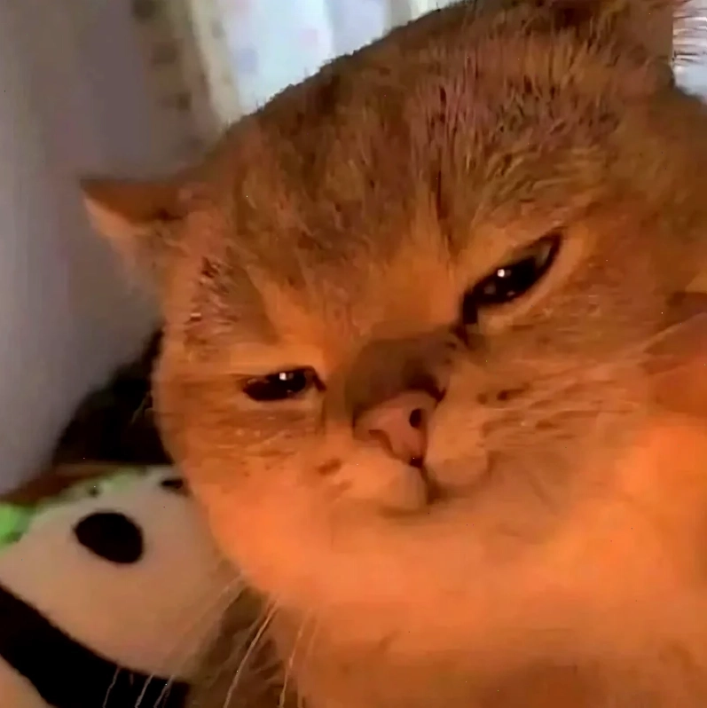 mèo đáng yêu meme đang trốn