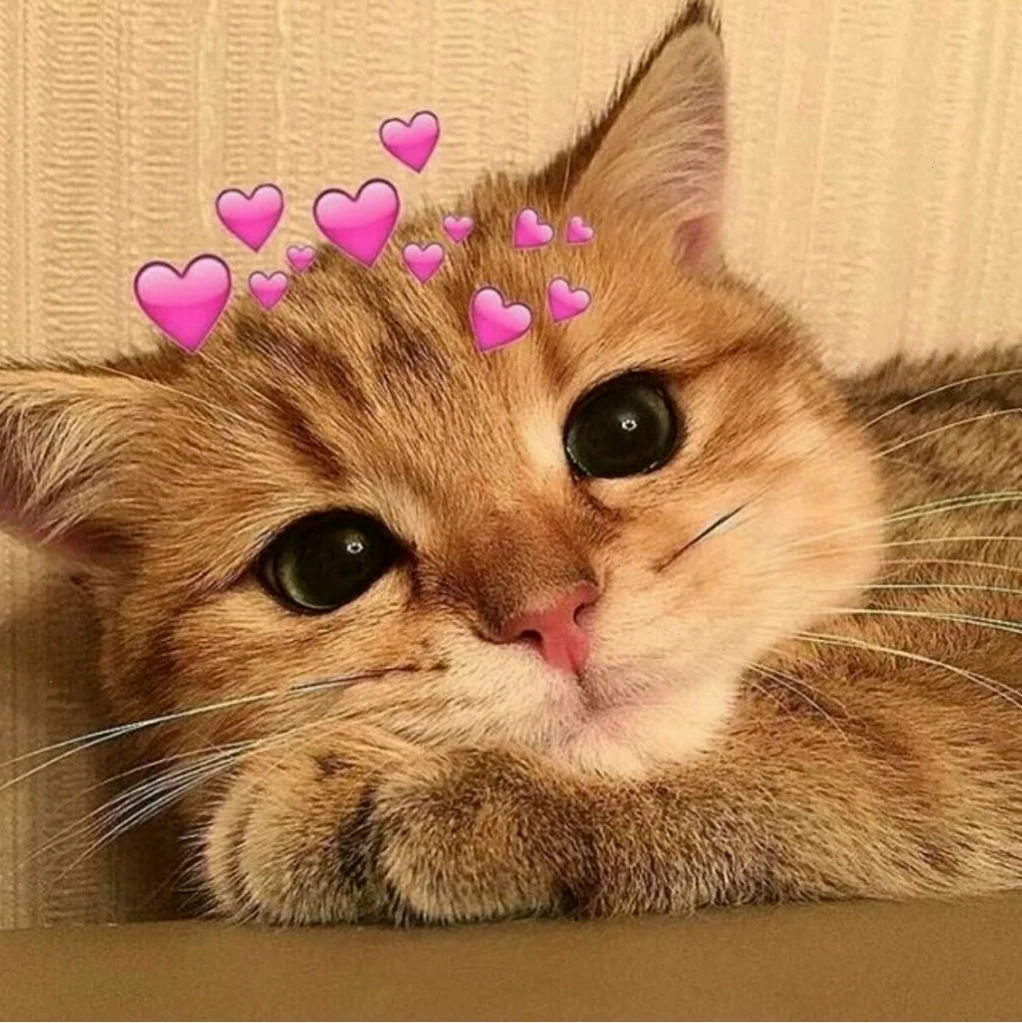 mèo đáng yêu meme khi đang làm vẻ mặt ngơ ngác