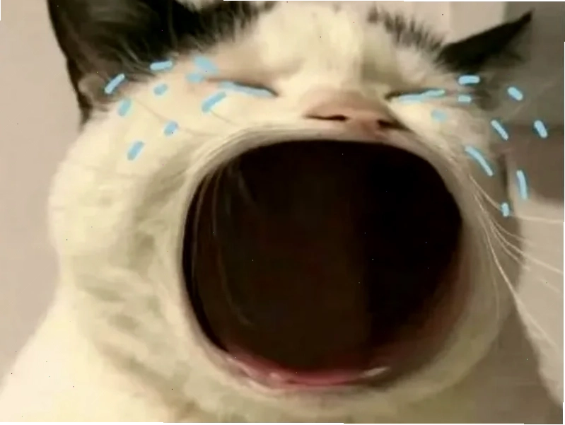 mèo đáng yêu meme khi mặc đồ