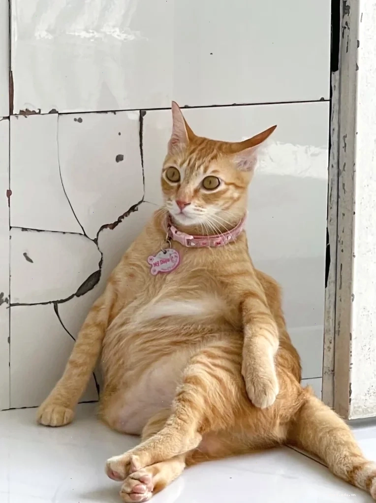 mèo đáng yêu meme siêu cute