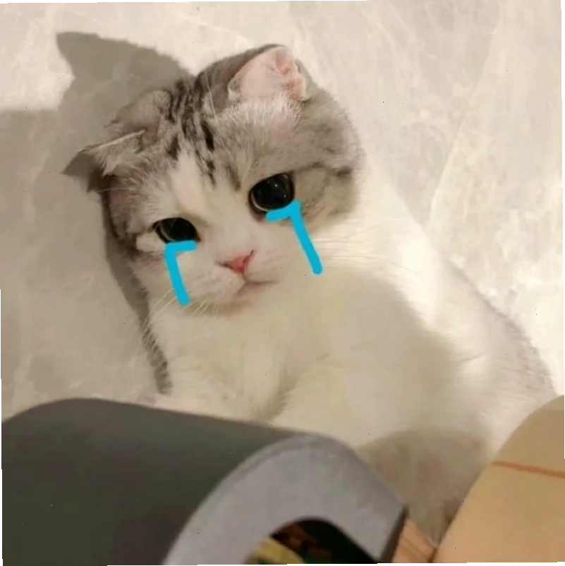 mèo khóc meme