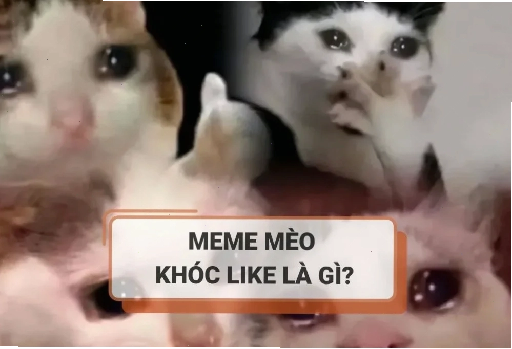 mèo khóc meme