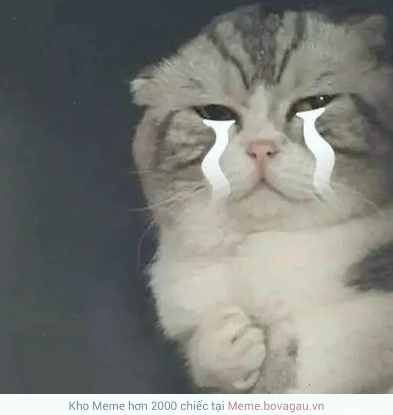 mèo khóc meme