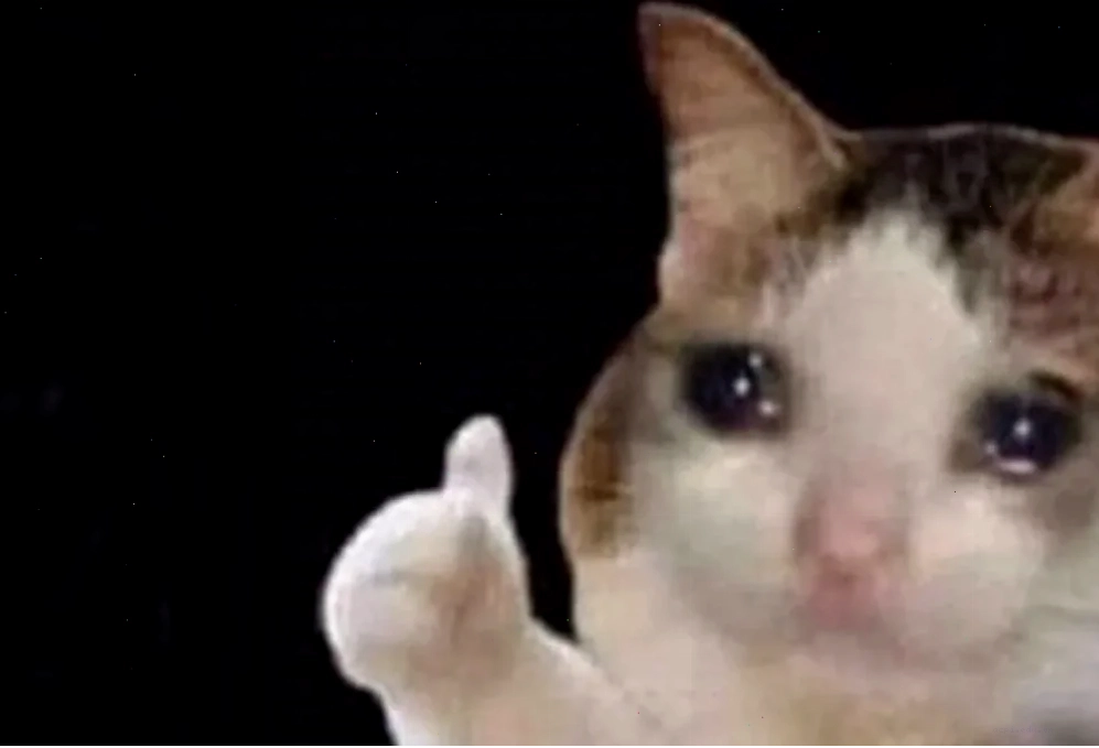 mèo khóc meme