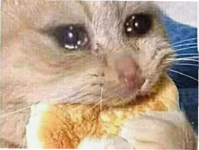 mèo khóc meme