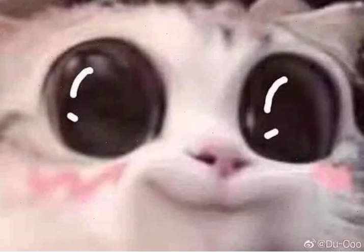 mèo mắt to meme biểu cảm ngạc nhiên