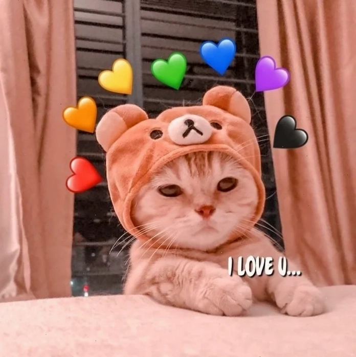 mèo meme love biểu cảm giận