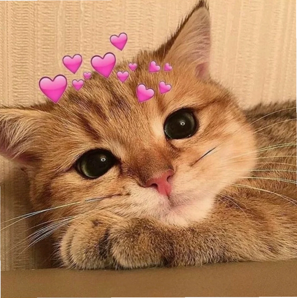 mèo meme love biểu cảm hài hước