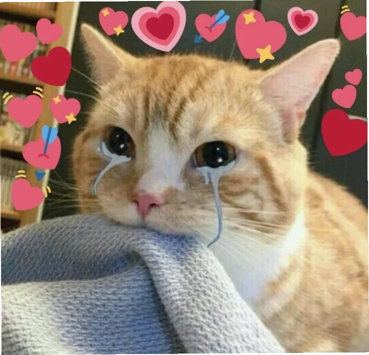 mèo meme love bựa