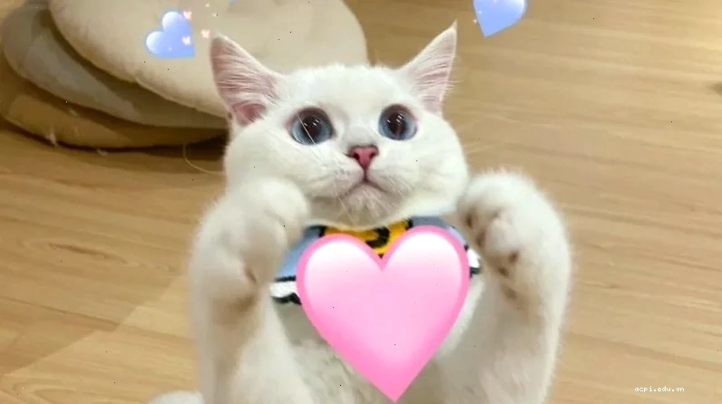 mèo meme love cute