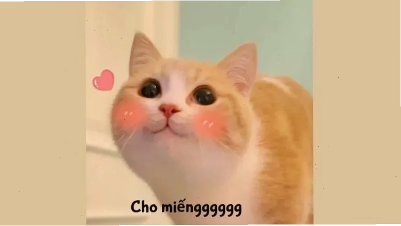 mèo meme love cute