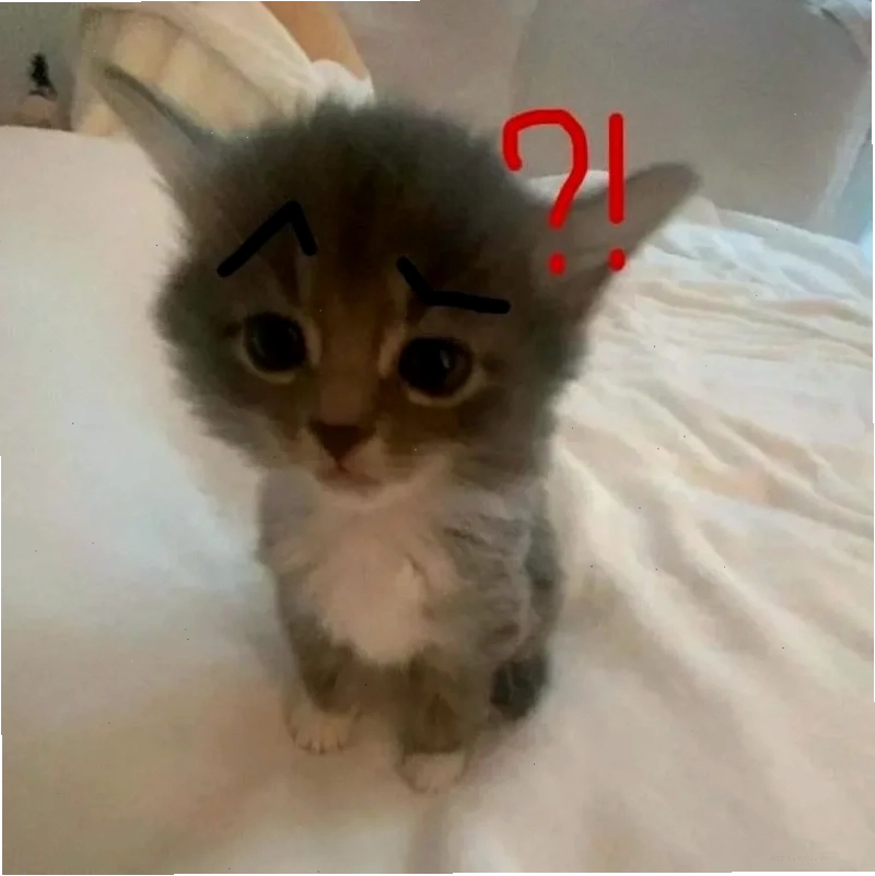 mèo meme love cute