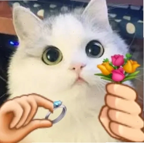 mèo meme love đáng yêu