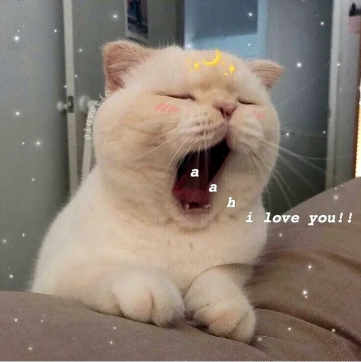 mèo meme love đáng yêu
