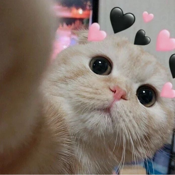 mèo meme love đáng yêu