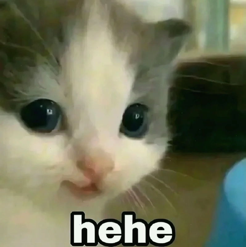 mèo meme love dễ thương