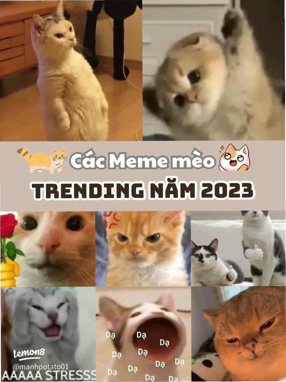 mèo meme love dễ thương