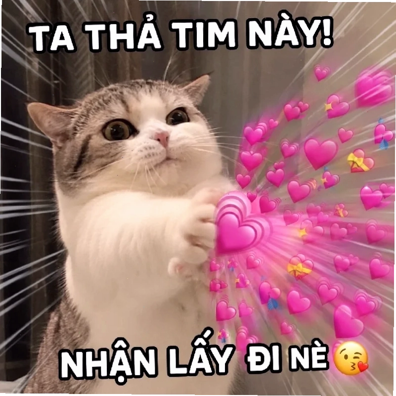 mèo meme love dễ thương