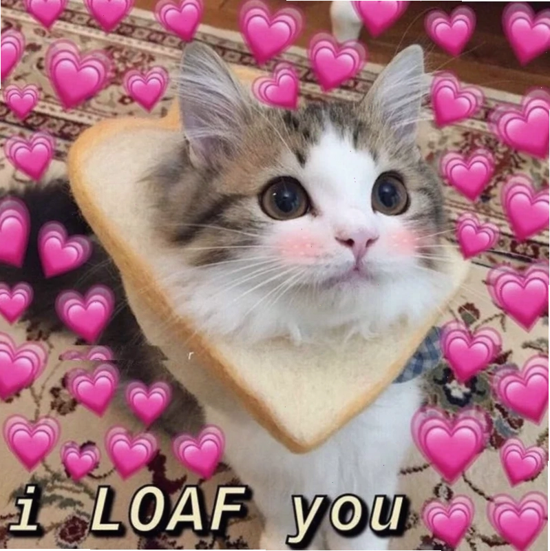 mèo meme love dễ thương