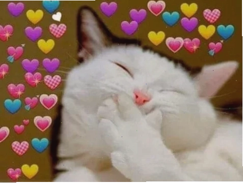 mèo meme love hài