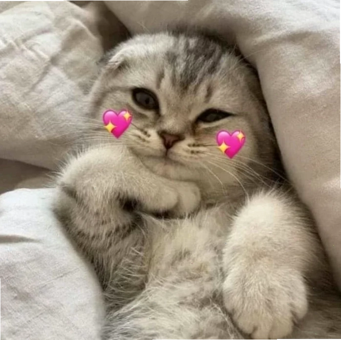 mèo meme love hài