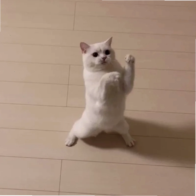 mèo meme love hài hước