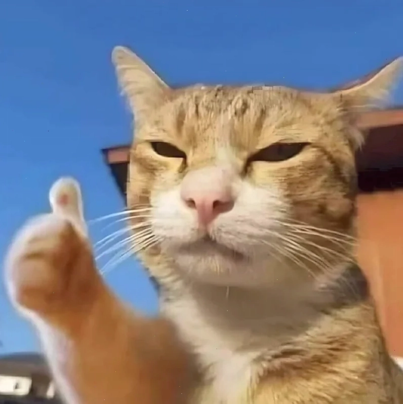 mèo meme love hài hước