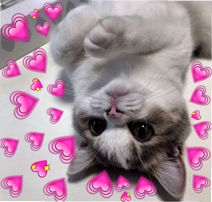 mèo meme love hài hước