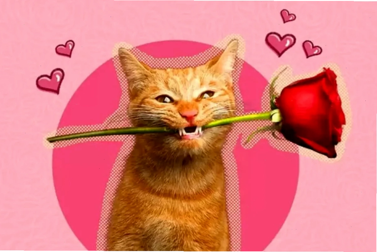 mèo meme love lầy lội