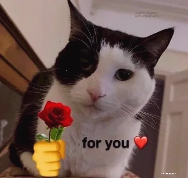 mèo meme love ngộ nghĩnh