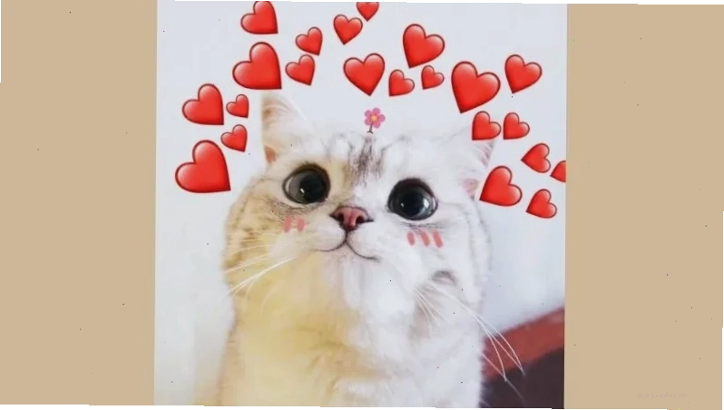 mèo meme love ngộ nghĩnh