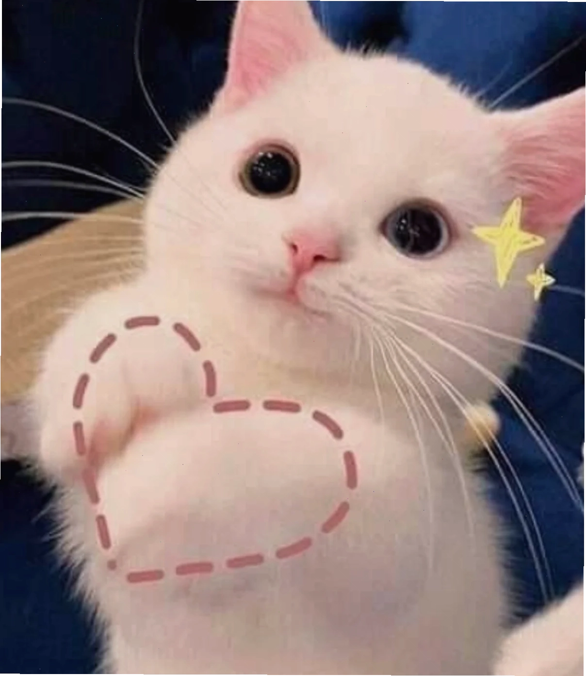 mèo meme love siêu bựa