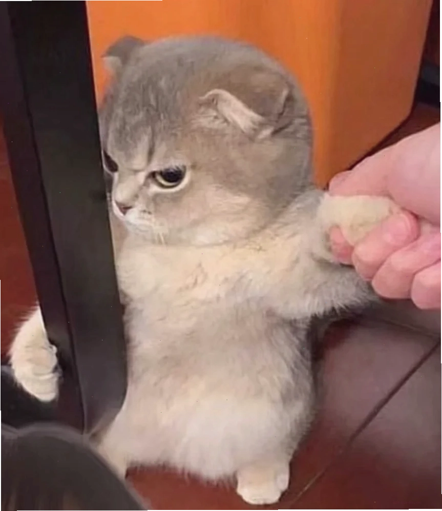 mèo meme love siêu bựa
