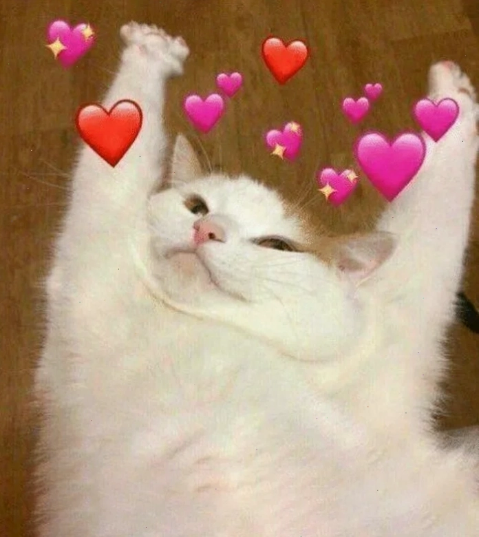 mèo meme love siêu cute