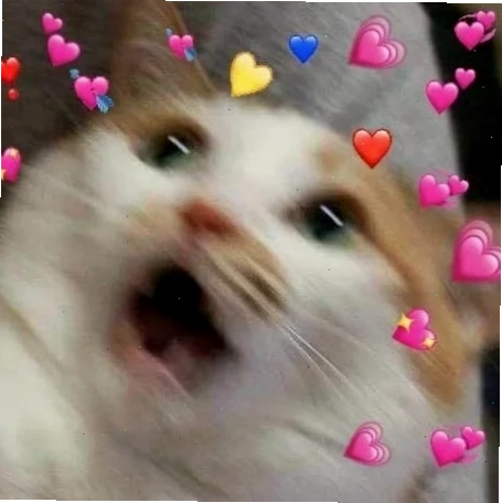 mèo meme love trong thùng